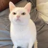 sarixtah