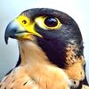 el_pajaro79