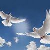 dove_ah