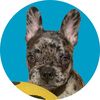 guccianathefrenchie