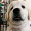 gaballogoldens