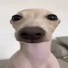 agusbguwu