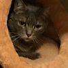 meowinkycat