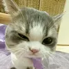 phng.nghichai