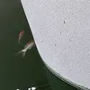 webexyxy