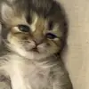 shutup_684