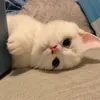 tnxihgaj