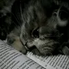 nusraterbestfrd0
