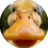 hahuahsvb_