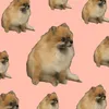 cookidrrx