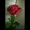 alicia_3721