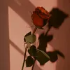 ash_n.hasan