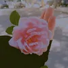 AmYasmin_Alsham