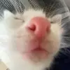 catfromohio123