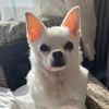 tracibean