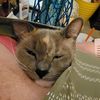 nancy_cat_lady