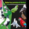 babarsaleem377