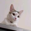 meowkutabasa01