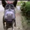 butilluk