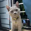 chihuahua_203