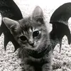 unicorn_2824