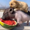 qinglovepet