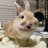 big_rabbit_lover