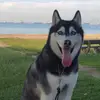 i_am_a_good_boy_11