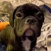 floyd_thefrenchiepug