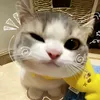tngnguynngc2025