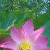 phng_hunh95994