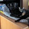 abnorbly