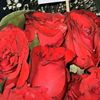 irza_786