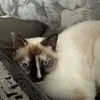 smogglefrogs