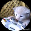 ksa_dodo22