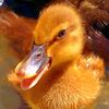 ducktender69