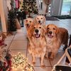 Space Coast Goldens