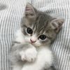 syif_327