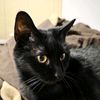 thecatdad12