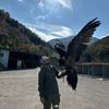 falconbaloban