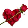 seyma_55_