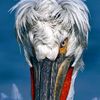 pelican.center90
