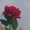 2tw_f
