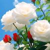 la_reine_37
