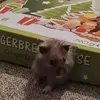 stinkyegg2