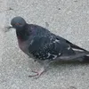 cieplykaloryfer