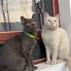 fred..pandora