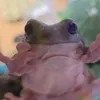 gabo_the_frog