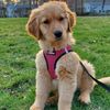 a..ginger_puppy
