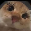 katalinamdza